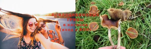 прущие грибы Алзамай